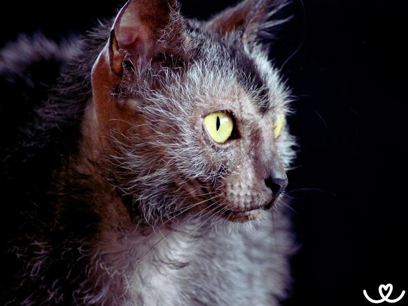 Kocici-plemeno-lykoi (9)